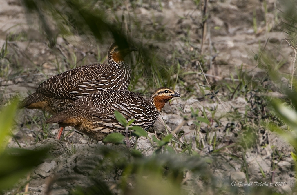 Swamp Francolin (Ortygornis gularis) photo