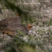 Swamp Francolin - Photo (c) Gaurab Talukdar, some rights reserved (CC BY-NC), uploaded by Gaurab Talukdar