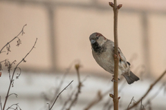 Passer domesticus