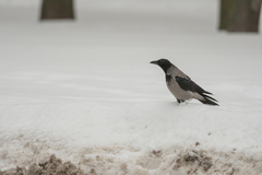 Corvus cornix