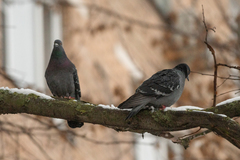 Columba livia domestica