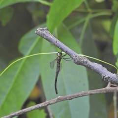 Micromidia atrifrons