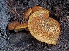 Gymnopilus fulvosquamulosus