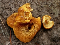 Gymnopilus fulvosquamulosus