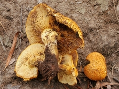 Gymnopilus fulvosquamulosus