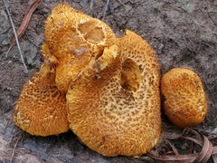 Gymnopilus fulvosquamulosus