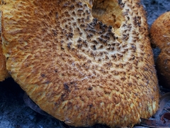 Gymnopilus fulvosquamulosus