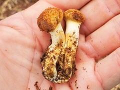 Gymnopilus fulvosquamulosus