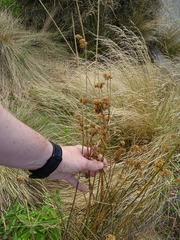 Juncus edgariae