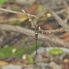 Micromidia atrifrons