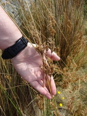 Juncus sarophorus