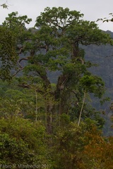 Bertholletia excelsa