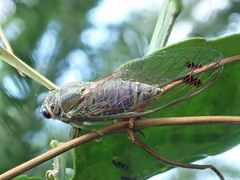 Galanga labeculata