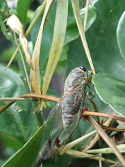 Galanga labeculata