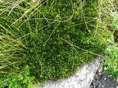 Buxus microphylla
