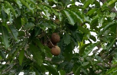 Bertholletia excelsa