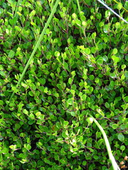 Buxus microphylla