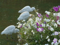 Bubulcus ibis