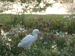 Bubulcus ibis