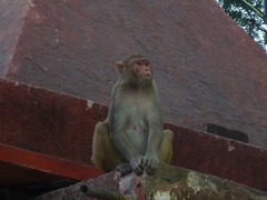 Macaca mulatta