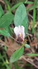 Blepharis maderaspatensis