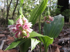 Eulophia cernua