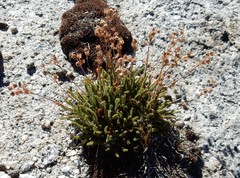 Ivesia lycopodioides