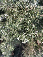 Salvia rosmarinus
