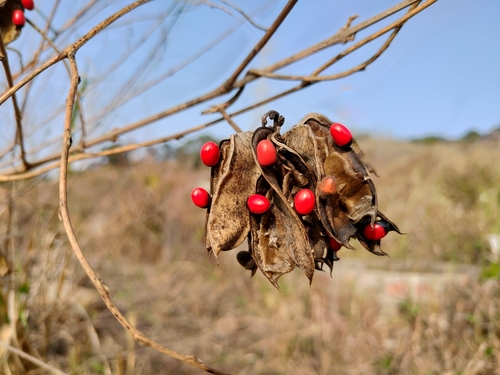 rosary pea