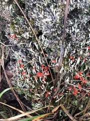 Cladonia transcendens