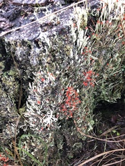 Cladonia transcendens