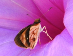 Vettius fantasos