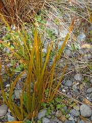 Libertia peregrinans
