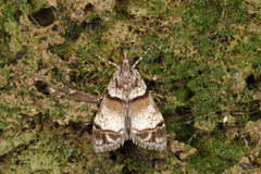 Eudonia choristis