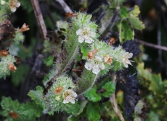 Phacelia malvifolia