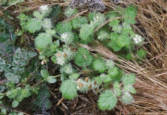 Phacelia malvifolia
