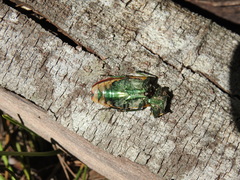 Temognatha variabilis