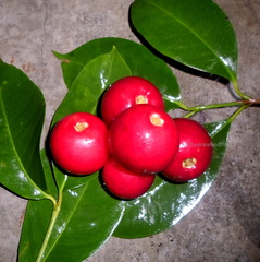 Garcinia forbesii