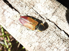 Temognatha variabilis
