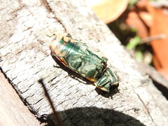 Temognatha variabilis