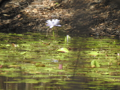 Nymphaea gigantea