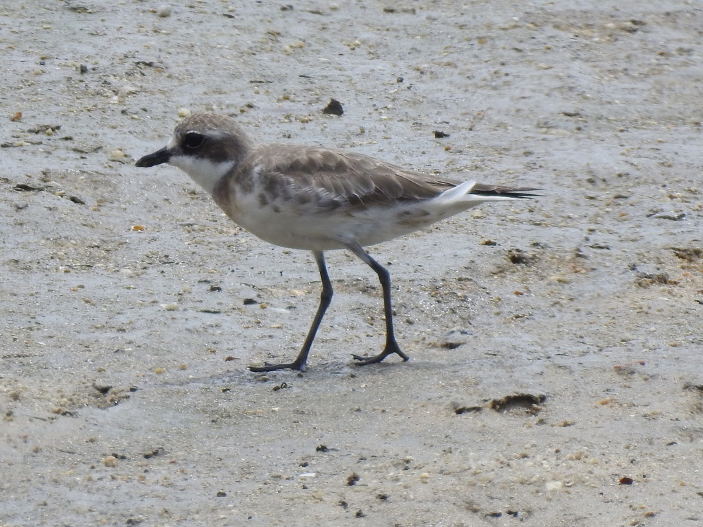 Chorlitejo Siberiano, Anarhynchus mongolus