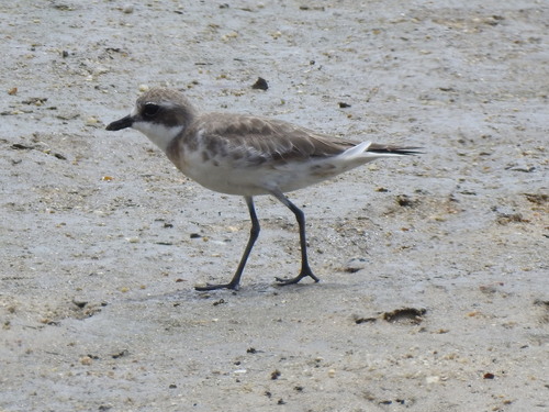Siberian Sand-Plover