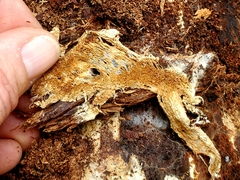 Wrightoporia avellanea