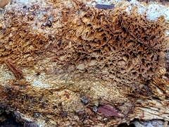 Wrightoporia avellanea