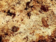 Wrightoporia avellanea