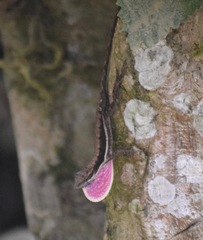 Anolis quercorum