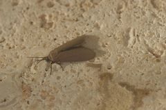 Euthyone grisescens