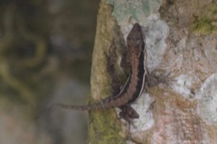 Anolis quercorum