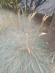 Festuca glauca